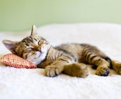 Особенности кошачьего сна