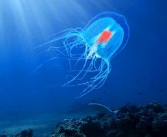 Бессмертные животные, которые переживут всех нас