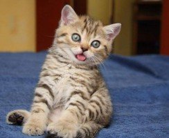 Когда и почему меняется цвет глаз у котят