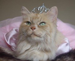 Самые известные в интернете коты и кошки