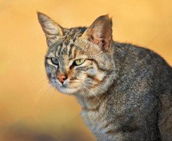 Степная кошка: характеристика вида