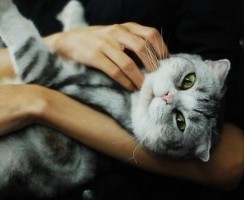 Самые общительные породы кошек: выбираем друга