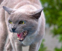 Сколько зубов у кошек: норма и отклонения