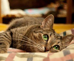 Самые неприхотливые кошки для квартиры