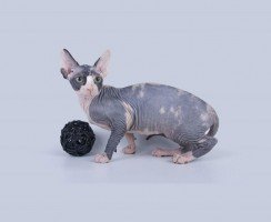 Минскин: коротколапый сфинкс