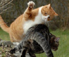 Почему дерутся кошки