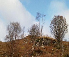 Первоклассный маскировщик: найдите оленя на фото