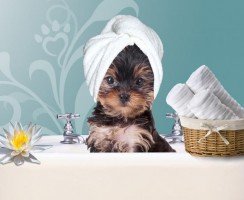 Какой шампунь от блох для собак лучше: рекомендации ветеринаров