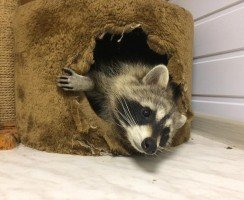 Опасные животные с самой безобидной и милой внешностью