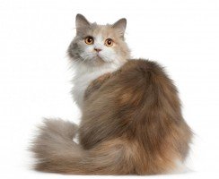 Царственная роскошь: длинношёрстные породы кошек