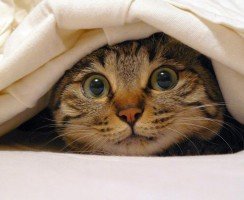 Кошка гадит на кровать: как решить проблему