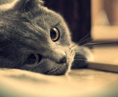 Почему кошка уходит умирать