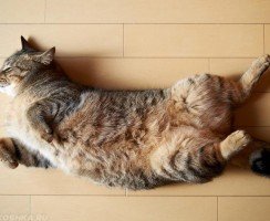 Что больше всего на свете любят коты и кошки