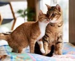 Как подружить в одной квартире кота и кошку