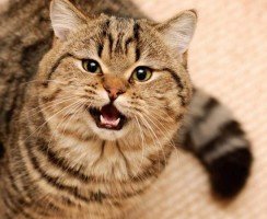 Как понять психологию кошки по её поведению