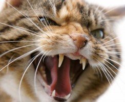 Как успокоить агрессивного кота или кошку