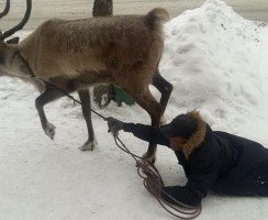 Нет, не померещилось: северный олень протащил по городу своего дрессировщика