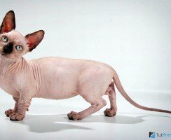 Самые редкие породы кошек