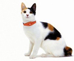 Особенности и функционал кошачьих ошейников с GPS