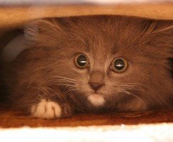 Не бойся, я с тобой: помощь пугливому котёнку