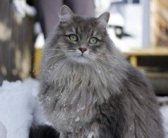 Десять самых красивых пород кошек