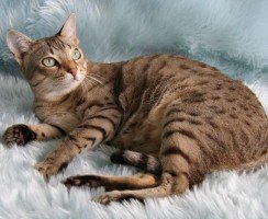 Австралийский мист: туманная кошка