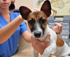 Кастрация собак: плюсы и минусы, что говорят ветеринары