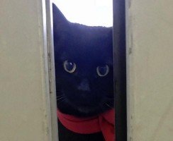 Бездомные коты уже несколько лет обивают пороги музея с надеждой туда попасть
