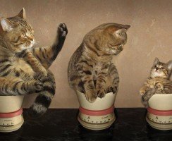 Вес котёнка по месяцам: зачем следить за показателем