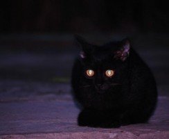 Почему у кошек глаза светятся в темноте