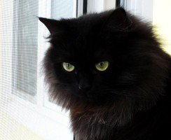 Йоркская шоколадная кошка: описание породы