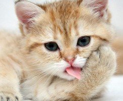 Мальт-пасты для кошек: применение и обзор средств