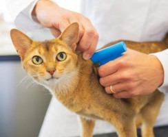 Чипирование кошек: нужна ли процедура для питомца