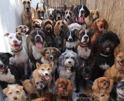 Сколько лет собаке по человеческим меркам: правила подсчёта