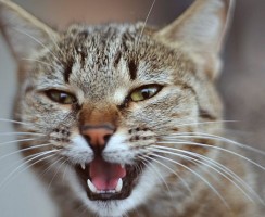 Почему у кошки плохо пахнет изо рта?