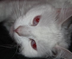 Что должен знать хозяин о кошке-альбиносе