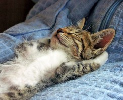 Спокойствие, только спокойствие: успокоительные средства с феромонами Феливей