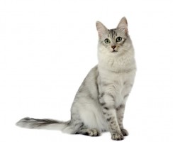 Азиатская табби: полосатый друг