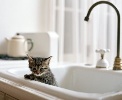 Первое купание котёнка: как правильно провести процедуру