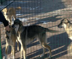 Воспитанники из детдомов побывали в приюте для животных