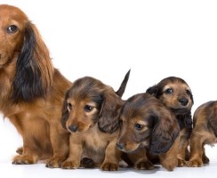 Собаки до и после того, как они выросли: подборка фото