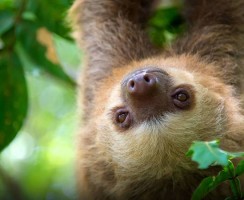 Самое ленивое животное в мире