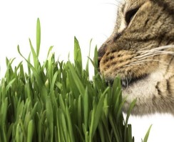 Трава для кошек: выращиваем в домашних условиях