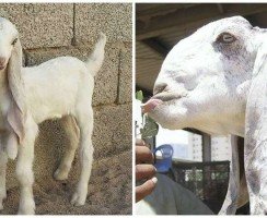 Дамасские козы Шами: аравийский демон, или самая дорогая и красивая коза