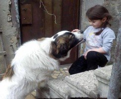 Женщина переехала в Грузию и основала там неотложку для собак