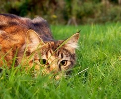 Коты-крысоловы: какую породу выбрать