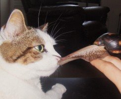 Домашний моллюск — улитка Ахатина