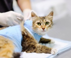 Попона для кошки после операции