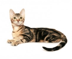 Цейлонская кошка: общительная красавица