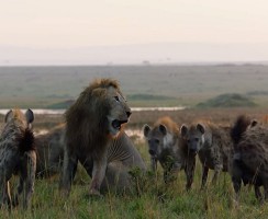 Лев спас своего брата от стаи нападающих гиен — видео